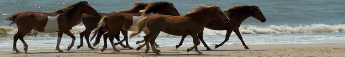 horse banner5